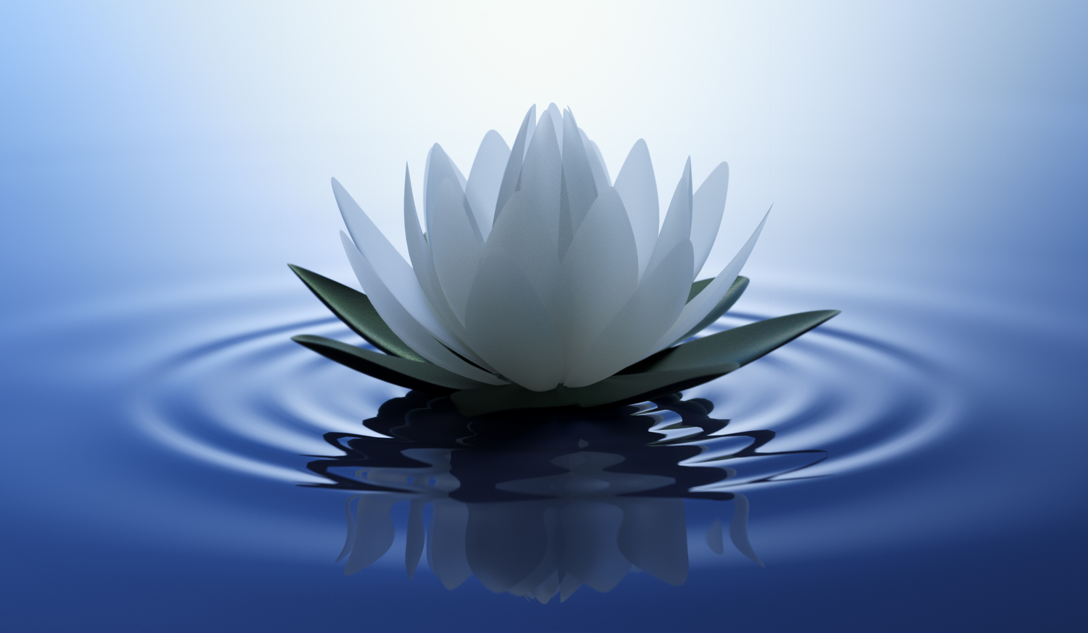 White lotus flower