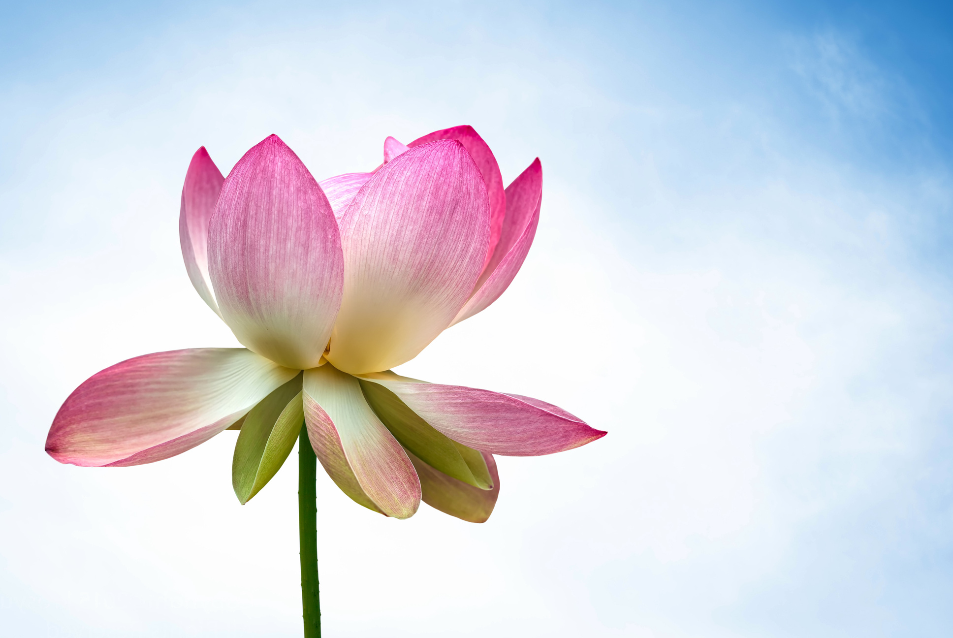 Lotus lily flower water plant