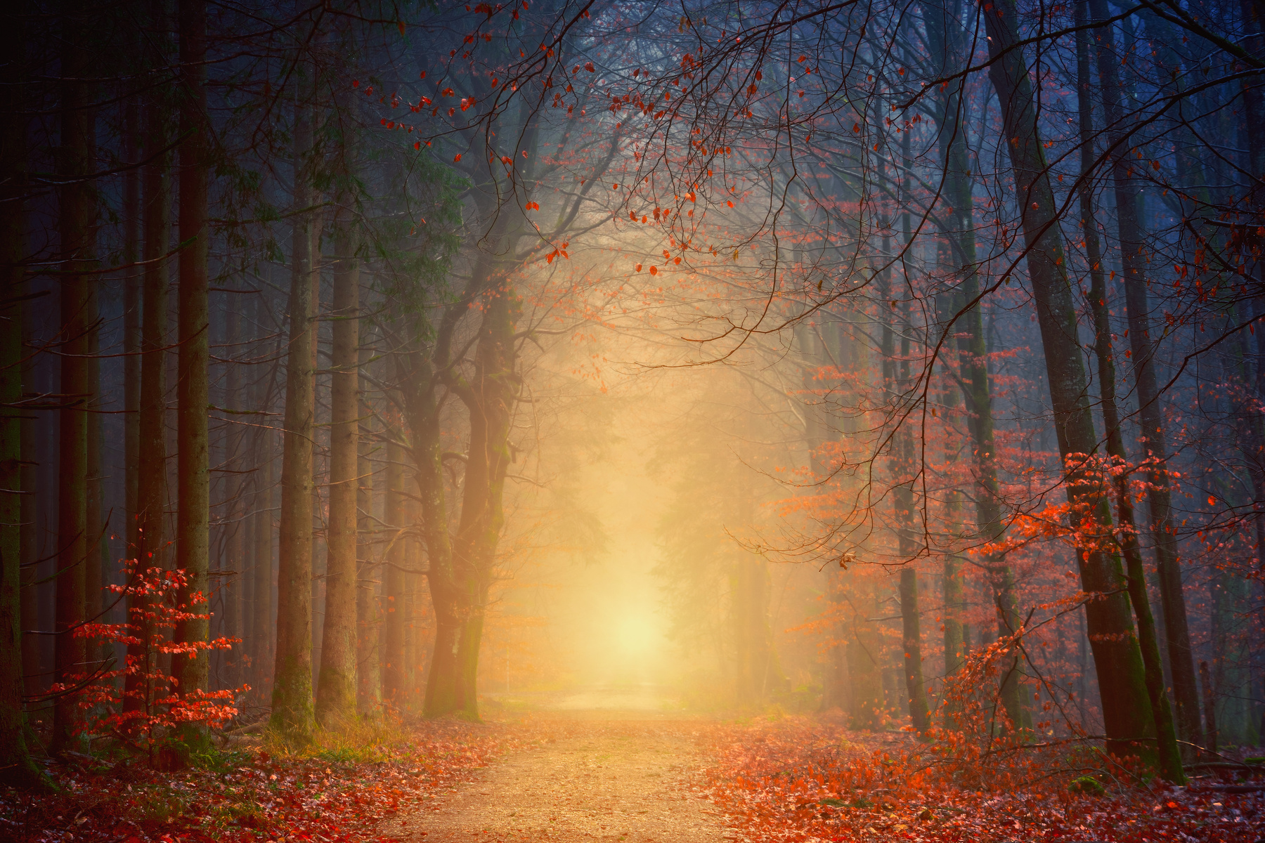 Forest at Night