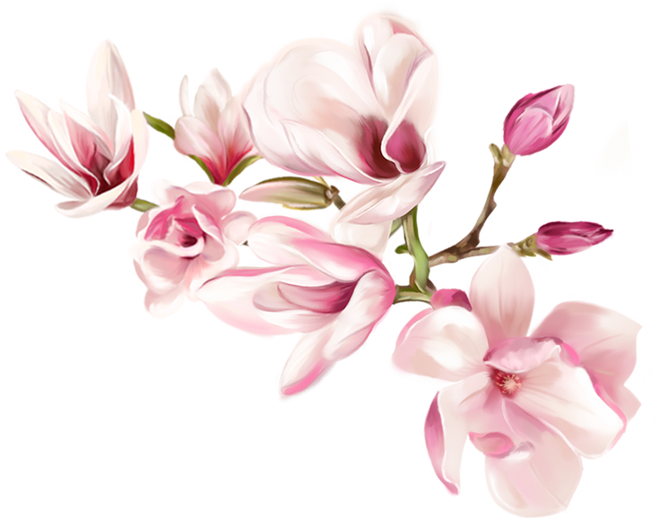 Magnolia watercolor flowers. Pink flowers wedding 
bouquet