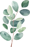 watercolor eucalyptus