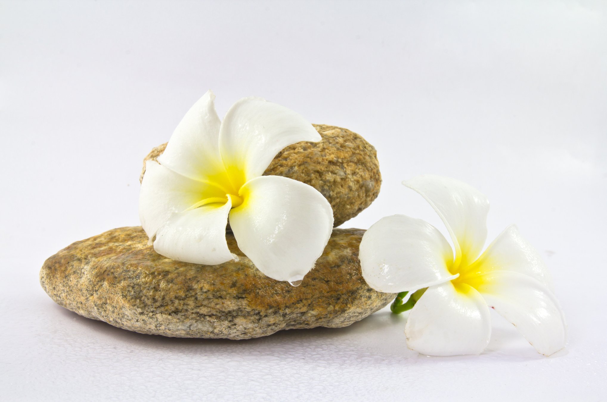 Tropical flower Plumeria alba (White Frangipani)