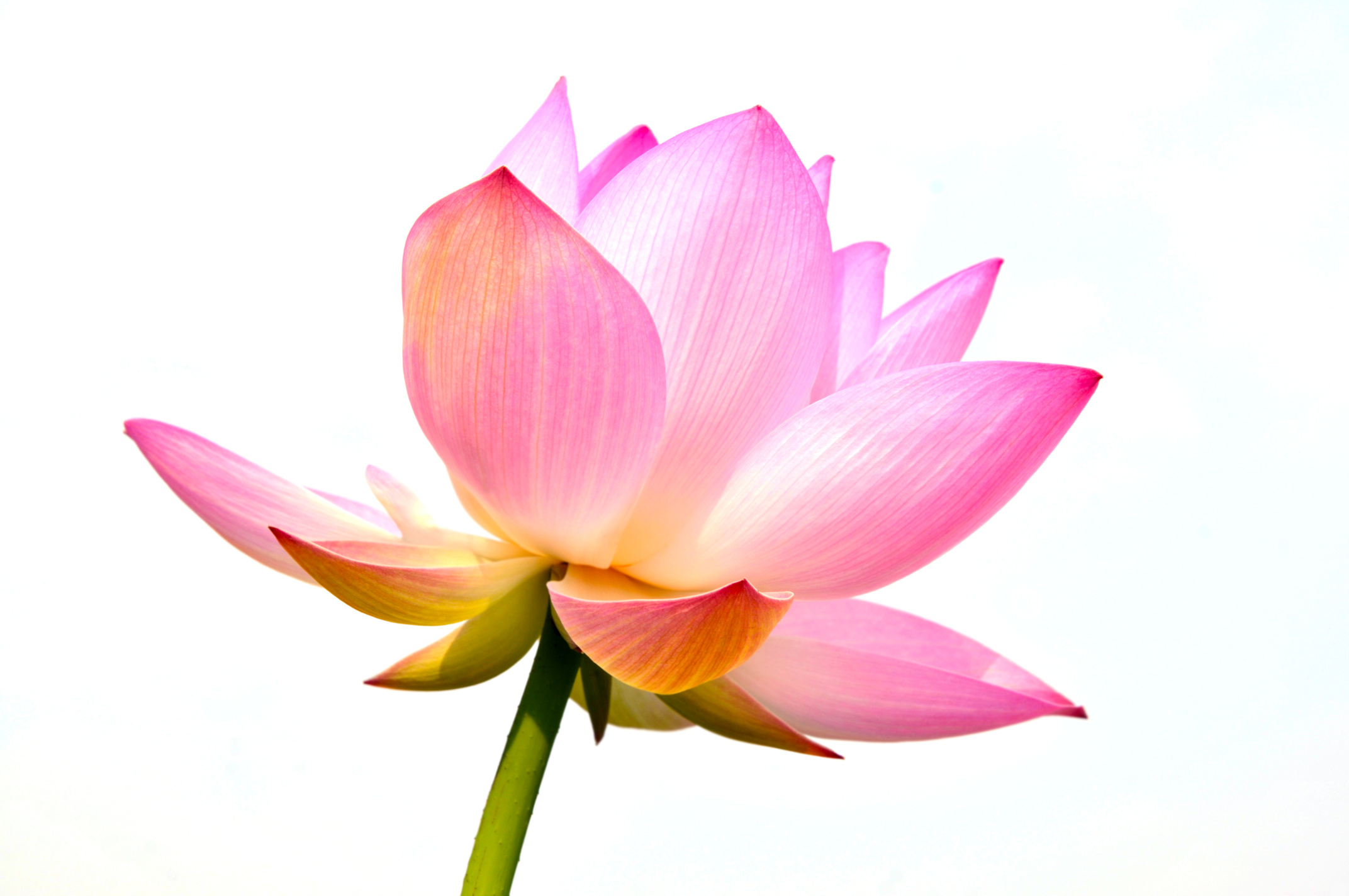 Blossom pink lotus flowers